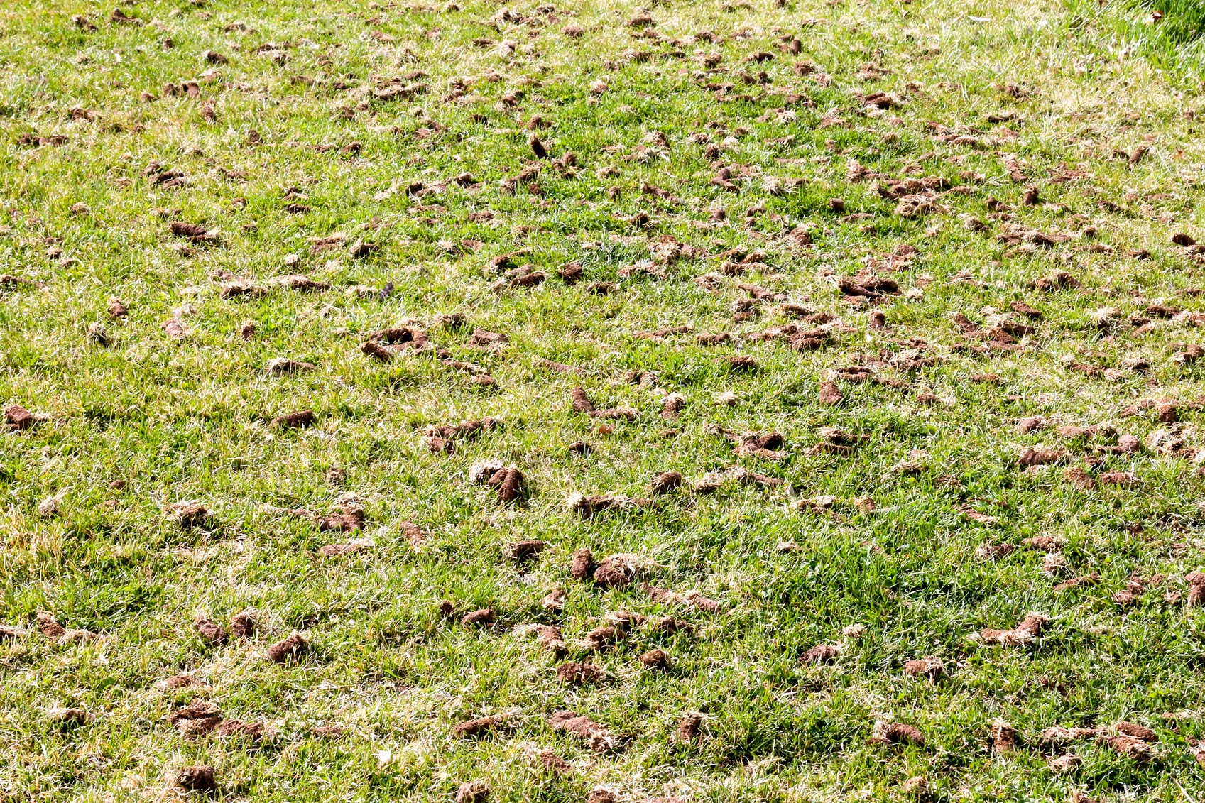 When Is the Best Time to Aerate and Overseed in Vancouver?